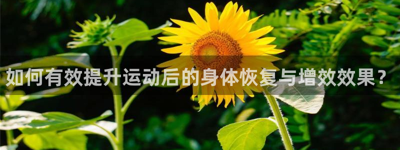 球进体育